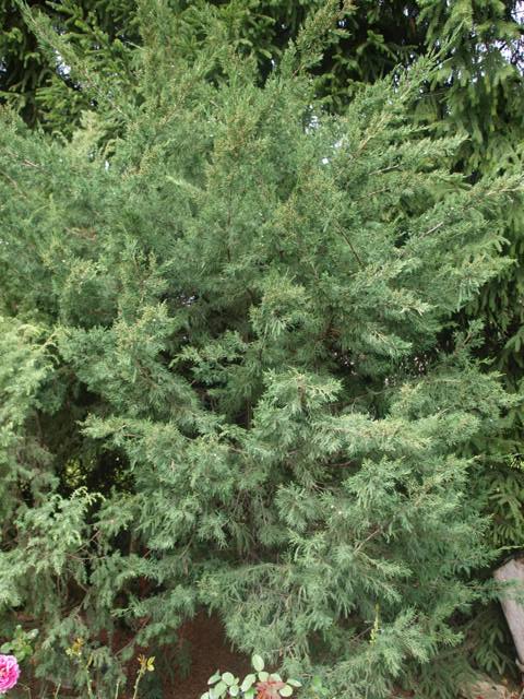Juniperus chinensis 'Mountbatten'