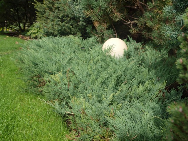 Juniperus horizontalis 'Venusta'
