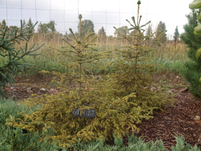 Picea abies 'Gold Dust'