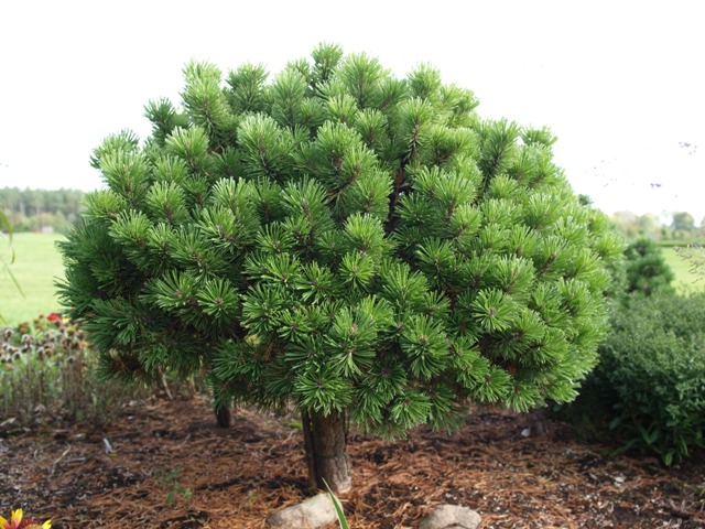 Pinus mugo 'Valenta'