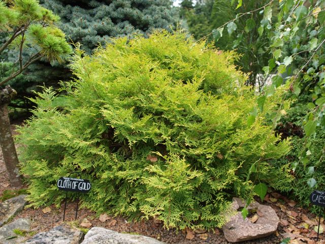 Thuja occidentalis 'Cloth of Gold'