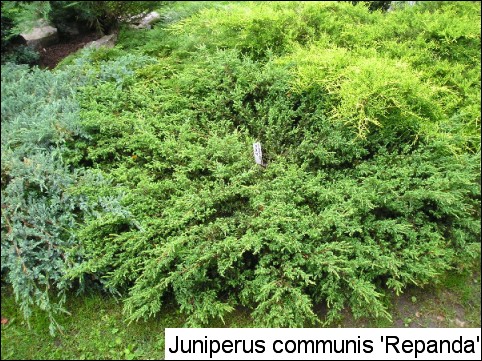 juniperus communis repanda