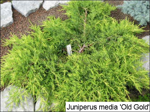 Juniperus x media 'Old Gold'