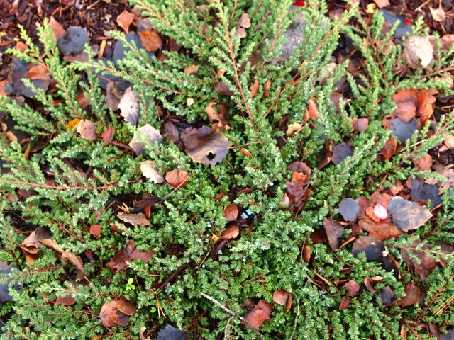 Juniperus communis 'Fair Jole'