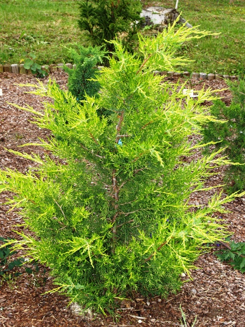 Juniperus virginiana 'Aranyesö'