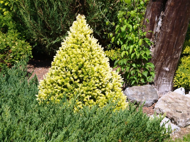 Picea glauca 'Conica Yellow'