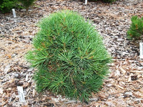 Pinus nigra 'Pygmaea'