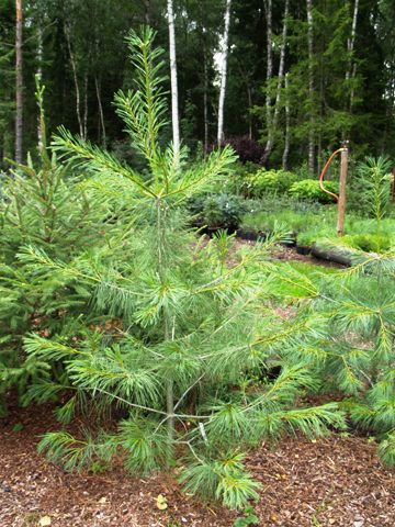 Pinus armandii 
