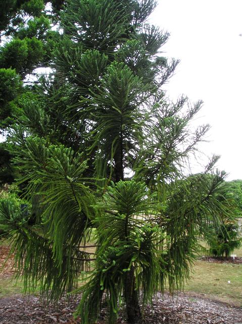 Araucaria biramulata Araucaria_biramulata1