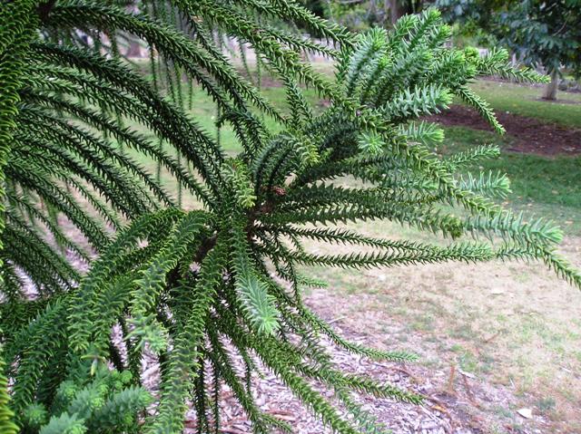 Araucaria biramulata Araucaria_biramulata2