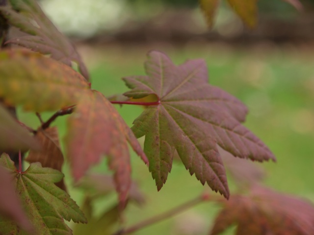 Acer circinatum 'Burgundy Jewel'