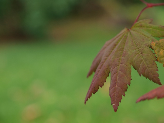 Acer circinatum 'Burgundy Jewel'