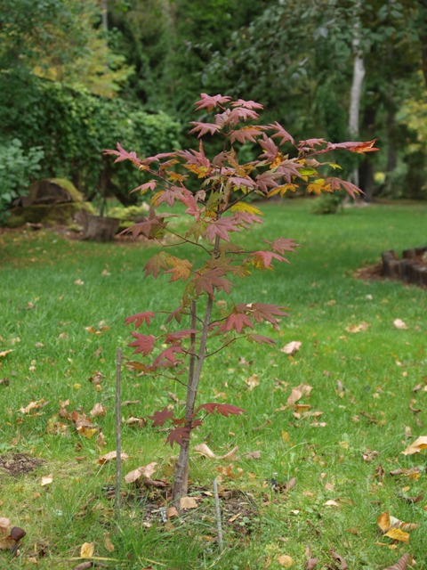 Acer circinatum 'Burgundy Jewel'