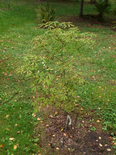 Acer circinatum 'Monroe'