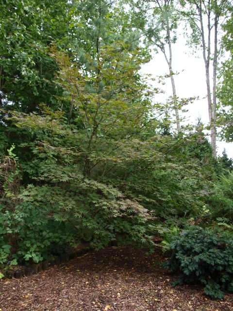 Acer palmatum 'Trompenburg'