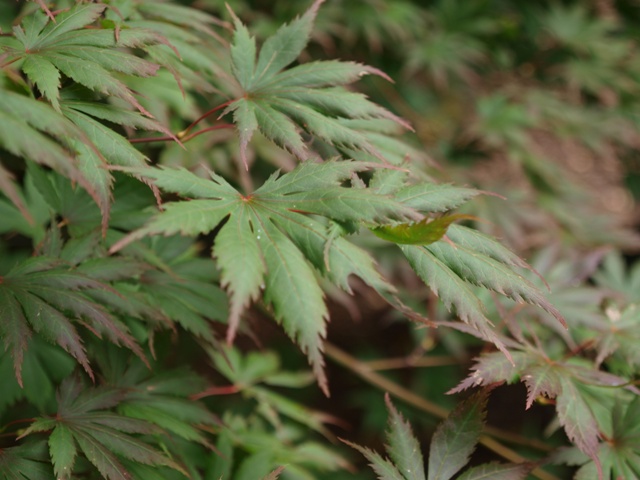 Acer palmatum 'Trompenburg'