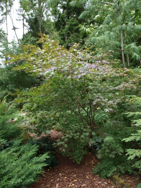 Acer palmatum 'Trompenburg'