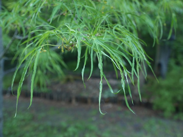 Acer platanoides 'Paldiskii'