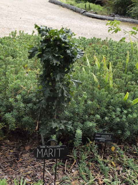 Acer platanoides 'Marit'