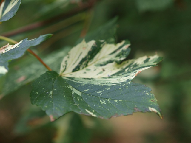 Acer pseudoplatanus 'Simon-Louis Freres'