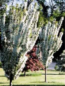 Malus hyb. 'Adirondack'