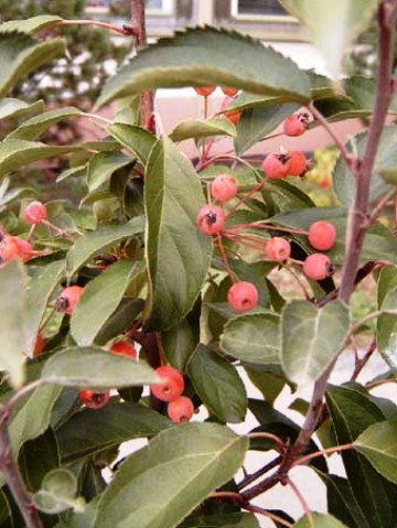 Malus hyb. 'Adirondack'