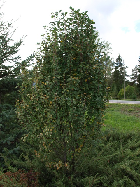 Amelanchier alnifolia 'Obelisk'