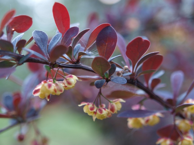 Berberis x ottawensis 'Superba'