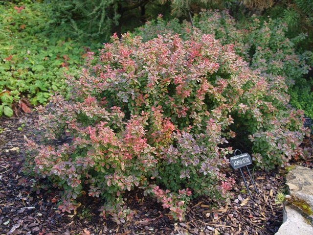 Berberis thunbergii 'Admiration®'