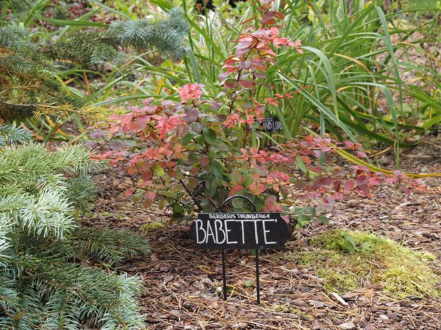 Berberis thunbergii 'Babette'