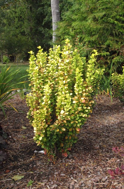 Berberis thunbergii 'Golden Rocket®'