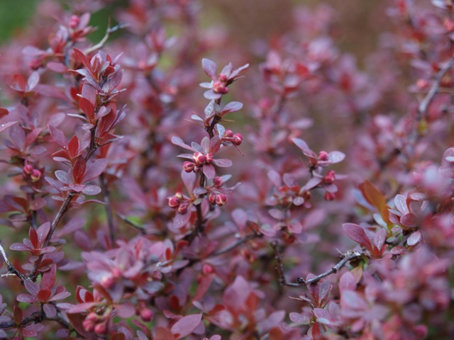 Berberis thunbergii 'Admiration®'