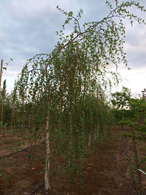 Betula utilis 'Longtrunk'