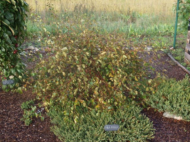 Betula pubescens 'Risti Pendula'