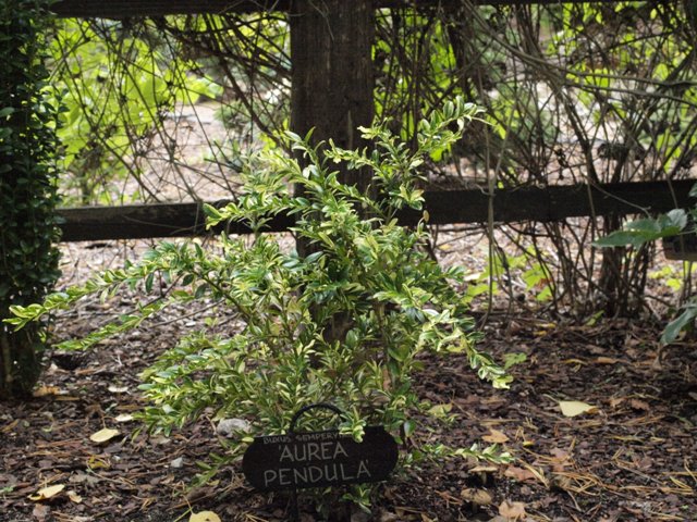 Buxus sempervirens 'Aurea Pendula'