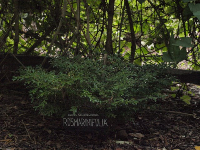 Buxus sempervirens 'Rosmarinifolia'