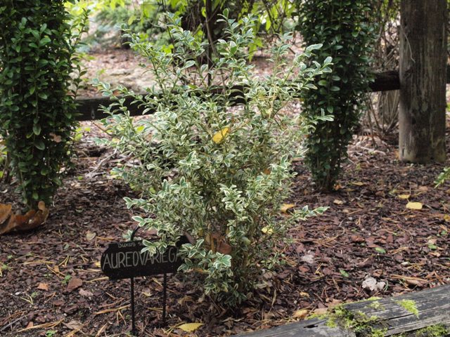 Buxus sempervirens 'Variegata'