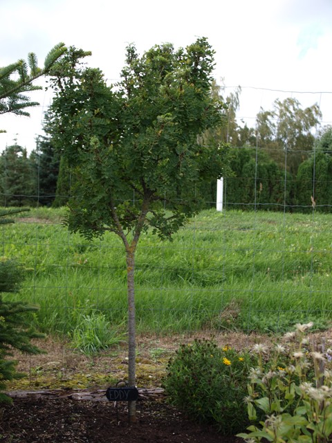 Caragana arborescens 'Eddy'