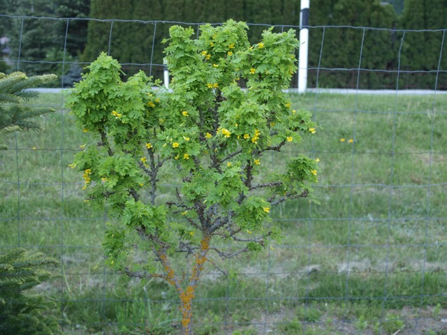 Caragana arborescens 'Eddy'