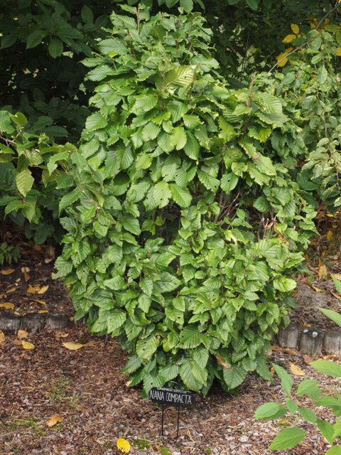 Carpinus betulus 'Nana Compacta'