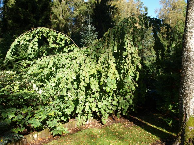 Corylus avellana 'Pendula'