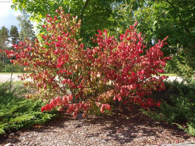 Euonymus alatus 'Compactus'