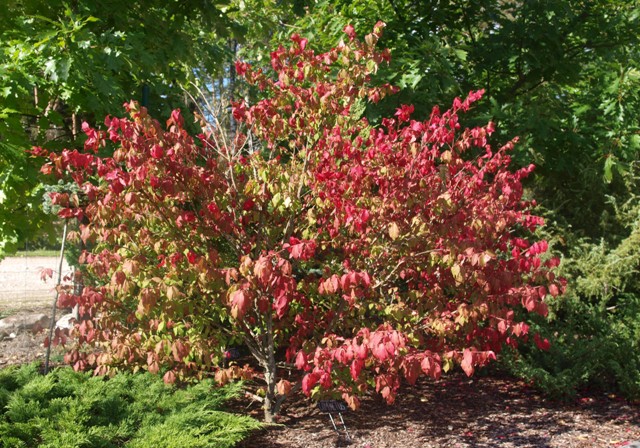 Euonymus alatus 'Compactus'