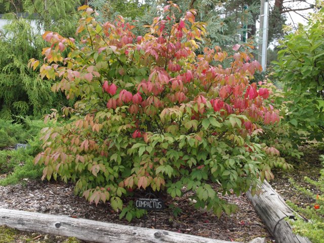 Euonymus alatus 'Compactus'