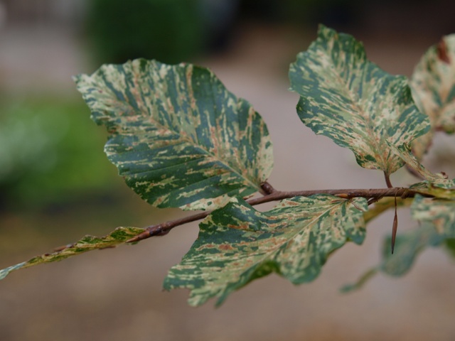 Fagus sylvatica 'Franken'