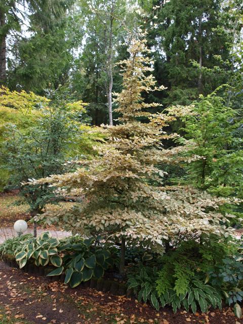 Fagus sylvatica 'Franken'