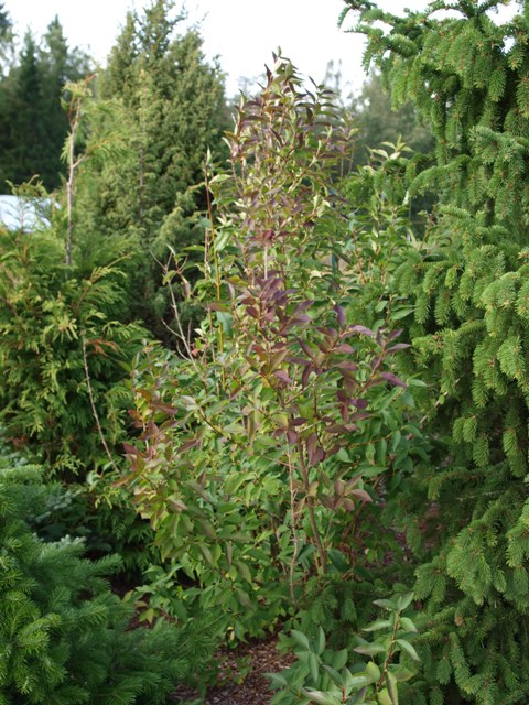 Forsythia ovata 'Variegata'