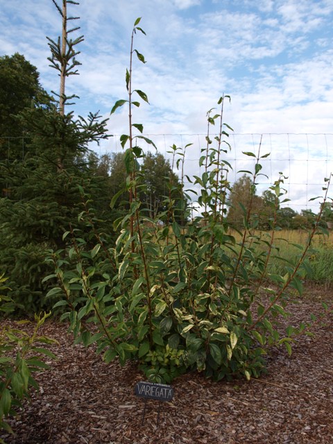 Forsythia x intermedia 'Variegata'