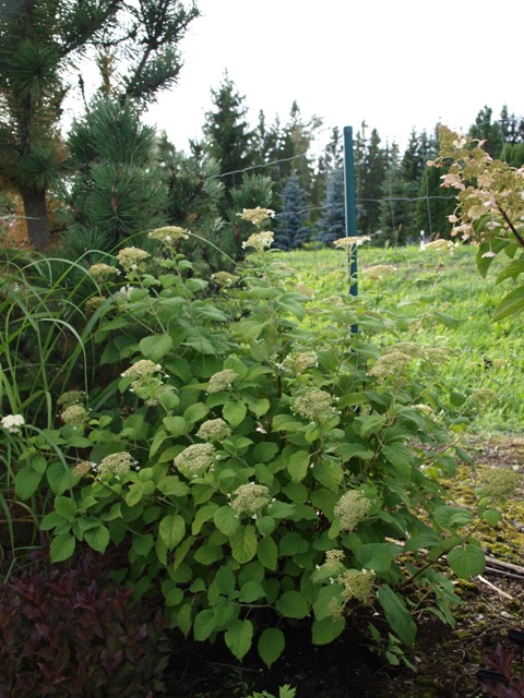 Hydrangea arborescens 'Astrid Lindgren'