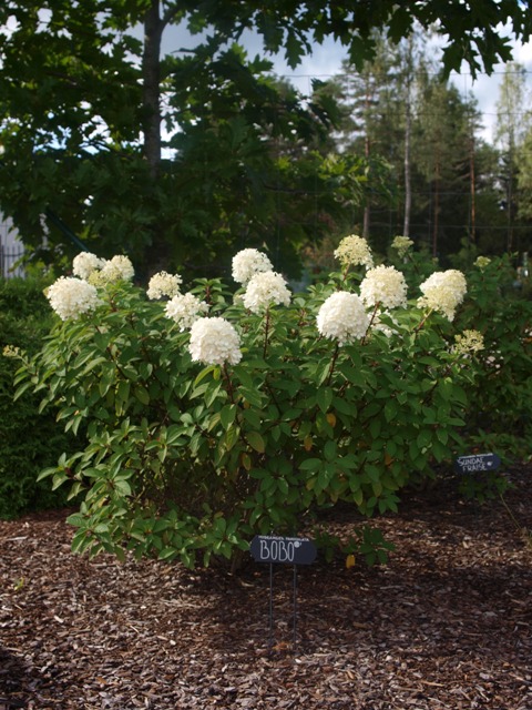 Hydrangea paniculata 'Bobo®'